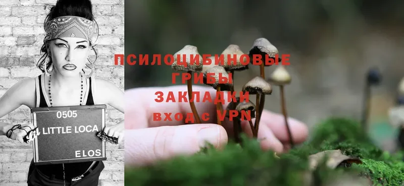 что такое наркотик  Невинномысск  Псилоцибиновые грибы Psilocybine cubensis 